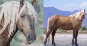 Utah Authorities Offer $30,000 Reward for Information After Wild Horse Found Shot to Death