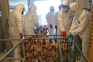 Scientists Develop Deadly Weaponized Strain of ‘Bird Flu’ Using Gain-of-Function Research