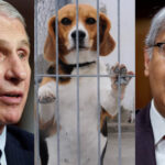 NIH Shuts Down Fauci’s Labs Accused of Horrific Experiments on Dogs