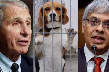NIH Shuts Down Fauci’s Labs Accused of Horrific Experiments on Dogs